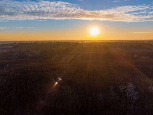 Forest HDR